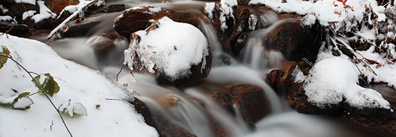 The Basics of Water Garden Winterizing