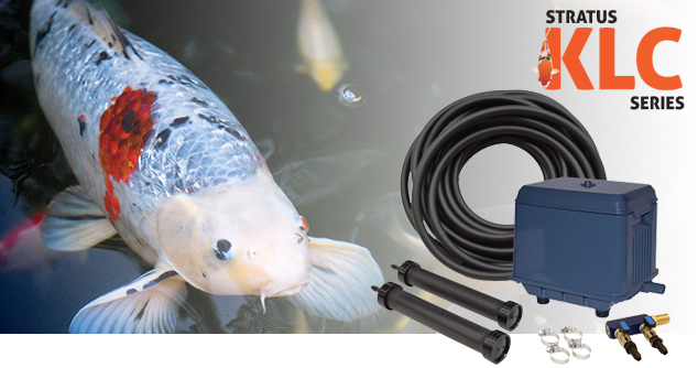 Provide Some “KLC” for Your Pond – Koi Loving Care That Is!