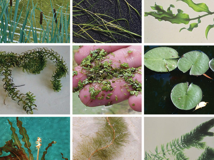 Identifying Aquatic Weeds and Algae