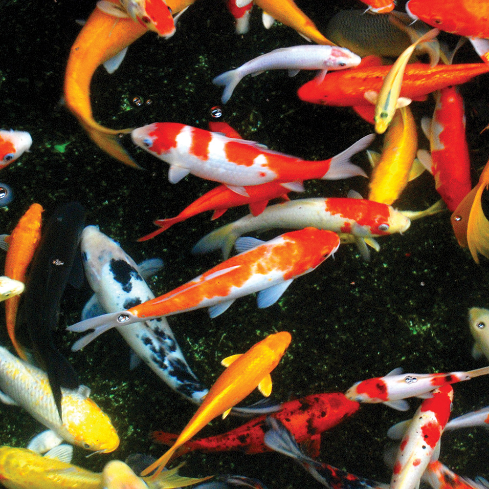 Koi and goldfish food