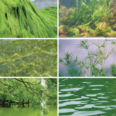 Algae Control